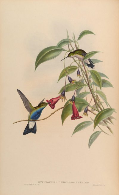 Hypuroptila caeruleigaster = Chalybura buffonii caeruleogaster von John Gould